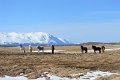 Husavik (54)